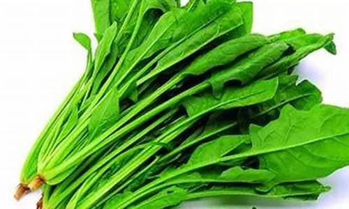 菠菜公司直营(什么叫菠菜公司) (5)