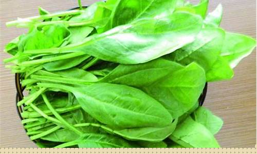 新2会员管理端10888：菠菜大全(菠菜