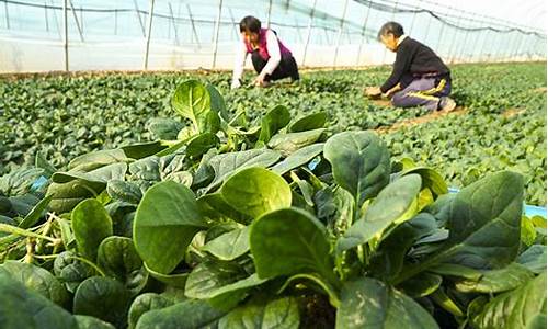 菠菜大平台：菠菜大平台(菠菜资源平台大全